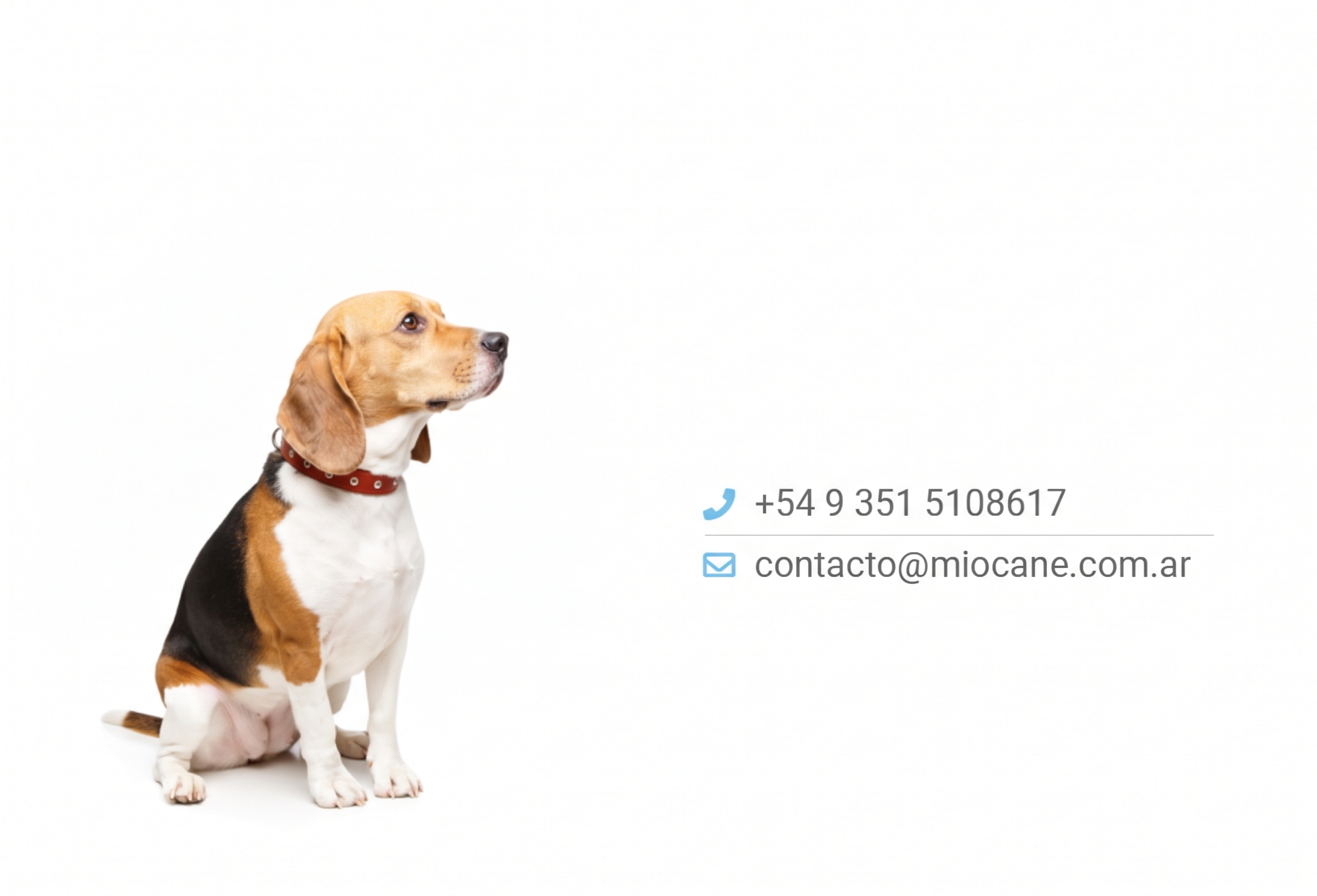 Información de contacto de Mio Cane